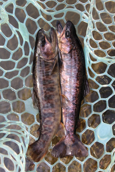 小菅トラウトガーデン 釣果