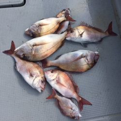 遊漁船高橋 釣果