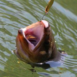 小菅トラウトガーデン 釣果