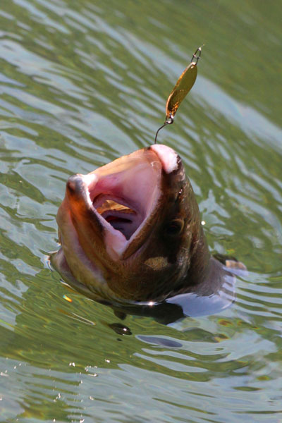 小菅トラウトガーデン 釣果