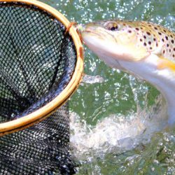 小菅トラウトガーデン 釣果