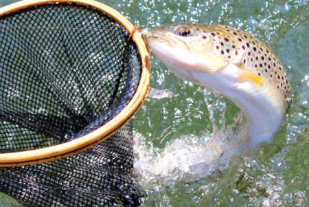 小菅トラウトガーデン 釣果