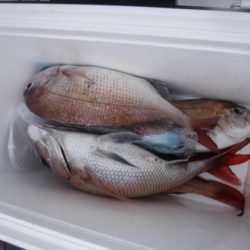 遊漁船 幸友丸 釣果