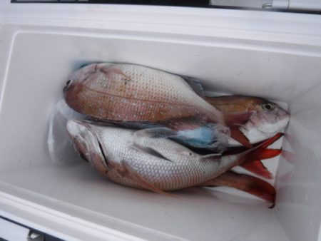 遊漁船 幸友丸 釣果