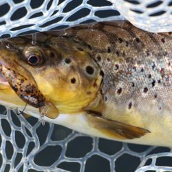 小菅トラウトガーデン 釣果