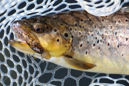 小菅トラウトガーデン 釣果