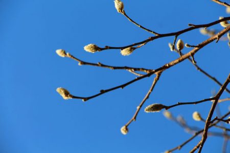 小菅トラウトガーデン 釣果
