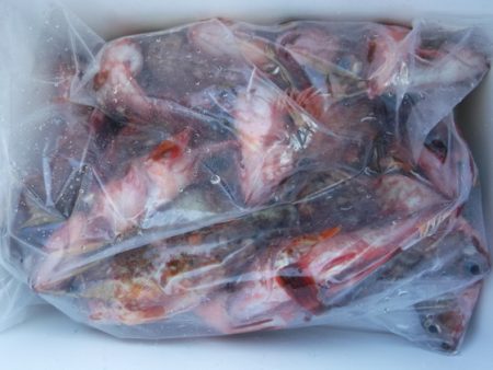 遊漁船 幸友丸 釣果