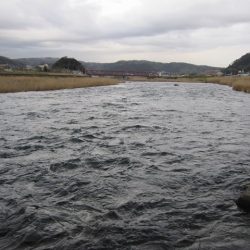 狩野川（狩野川漁業協同組合） 釣果