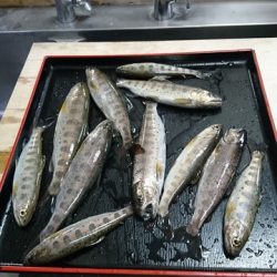 狩野川（狩野川漁業協同組合） 釣果