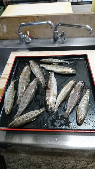 狩野川（狩野川漁業協同組合） 釣果