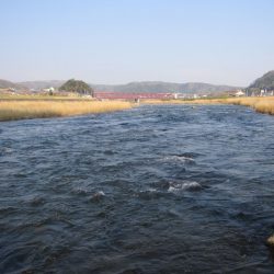 狩野川(狩野川漁業協同組合) 釣果