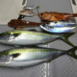 ミタチ丸 釣果