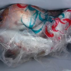 遊漁船 幸友丸 釣果