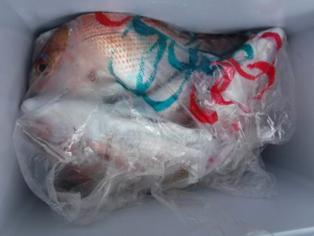 遊漁船 幸友丸 釣果