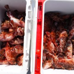 遊漁船 幸友丸 釣果