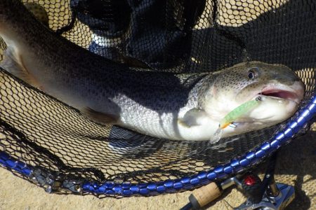 フィッシングレイクたかみや 釣果