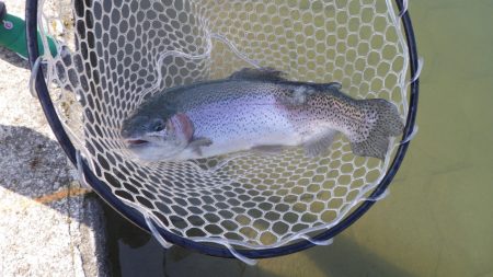 フィッシングレイクたかみや 釣果