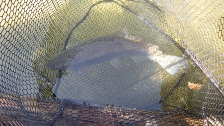 フィッシングレイクたかみや 釣果