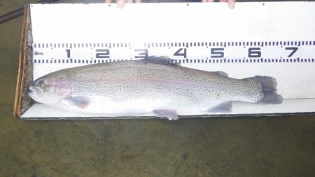 フィッシングレイクたかみや 釣果