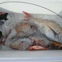 大進丸(新潟) 釣果