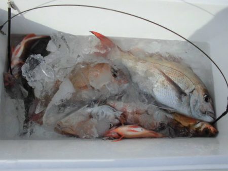 大進丸(新潟) 釣果