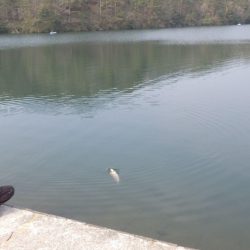 フィッシングレイクたかみや 釣果