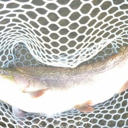 フィッシングレイクたかみや 釣果