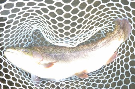 フィッシングレイクたかみや 釣果