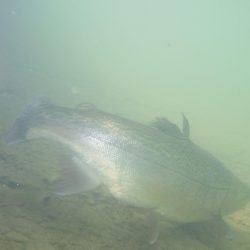 フィッシングレイクたかみや 釣果