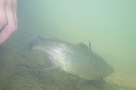 フィッシングレイクたかみや 釣果