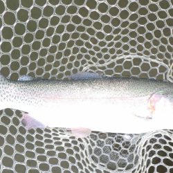 フィッシングレイクたかみや 釣果