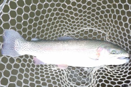 フィッシングレイクたかみや 釣果