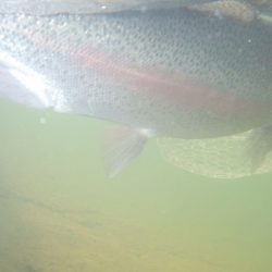 フィッシングレイクたかみや 釣果