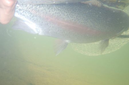 フィッシングレイクたかみや 釣果