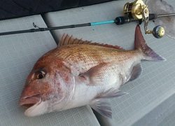 ディープ オーシャン 釣果