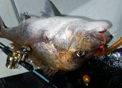 ディープ オーシャン 釣果