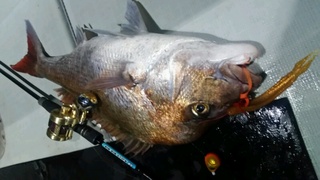 ディープ オーシャン 釣果