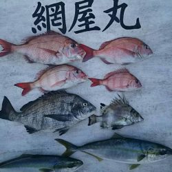 網屋丸 釣果