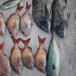 網屋丸 釣果