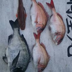 網屋丸 釣果
