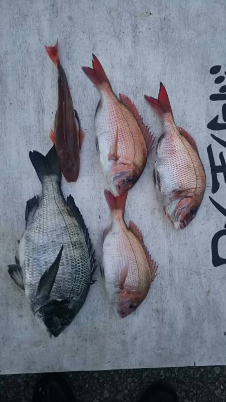 網屋丸 釣果