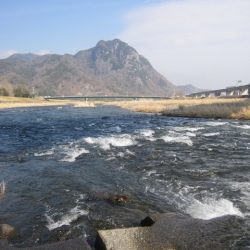 狩野川（狩野川漁業協同組合） 釣果