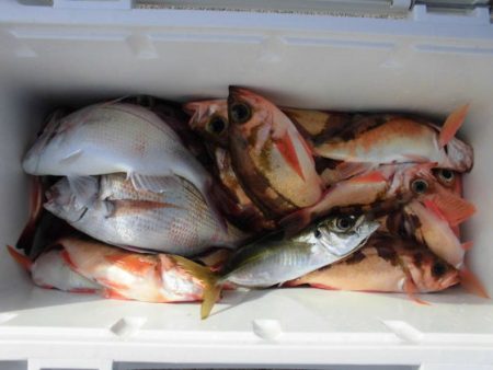 大進丸（新潟） 釣果