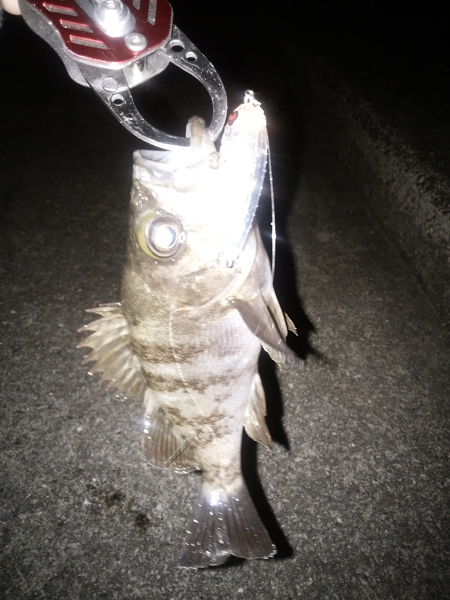 トップ&シンペン