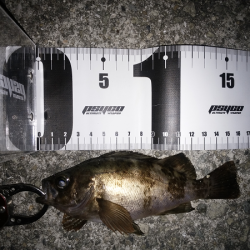 トップ&シンペン