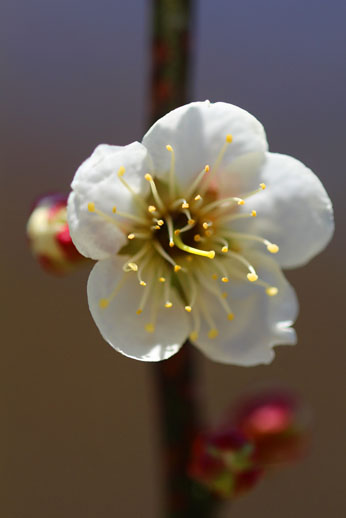 小菅トラウトガーデン 釣果