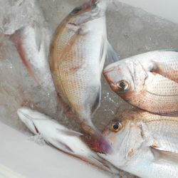 こうゆう丸 釣果