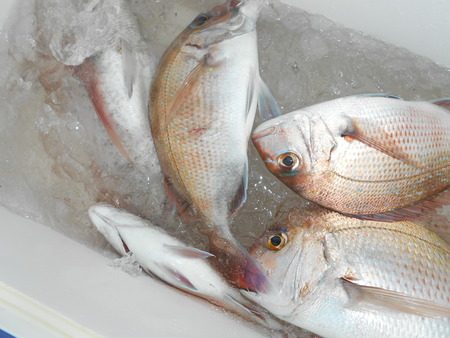 こうゆう丸 釣果