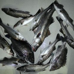 TOPGUN名古屋 釣果